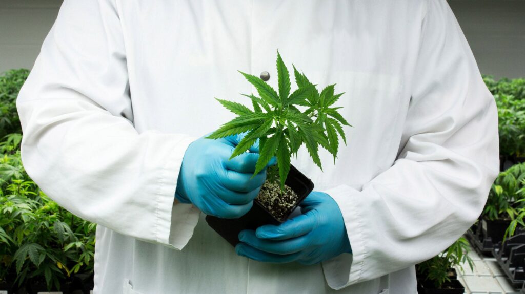 Tweed Obtains License to Supply Medical Marijuana to Canadians (CNW Group/Tweed Inc)