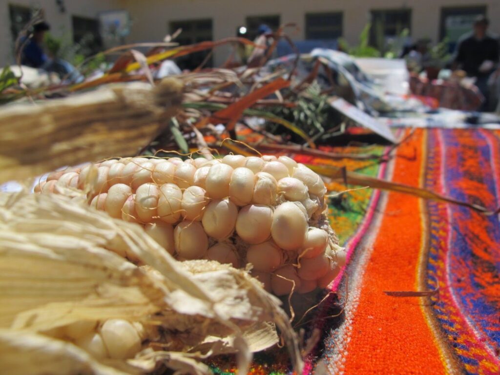 feria-de-semillas-medanitos-2014-372