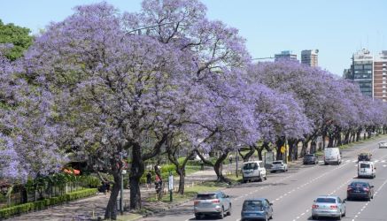 La importancia de los árboles en nuestras ciudades y el aporte de la FAUBA