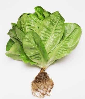 Qué es la alimentación viva