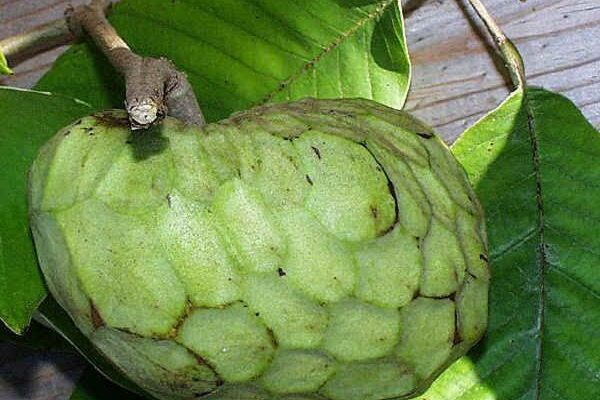 Guanábana o Graviola: una planta anticancerígena más potente que la quimioterapia, solo mata las células enfermas