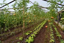 Las medidas económicas arrasan con la Agricultura Familiar, Campesina e Indígena