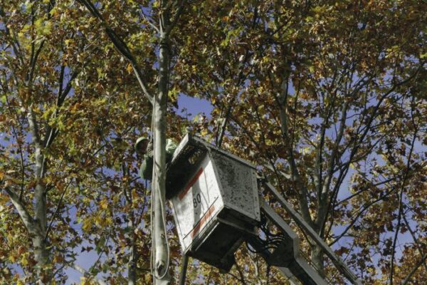 Se está desarrollando una campaña de poda en la comuna 11