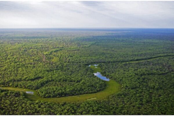 Ahora gobierna el PRO en Chaco y revienta todo: la Legislatura habilitó el desmonte de más de un millón de hectáreas de bosque nativo